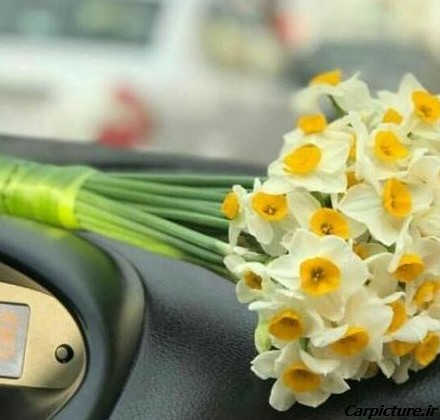 عکس گل جلو ماشین