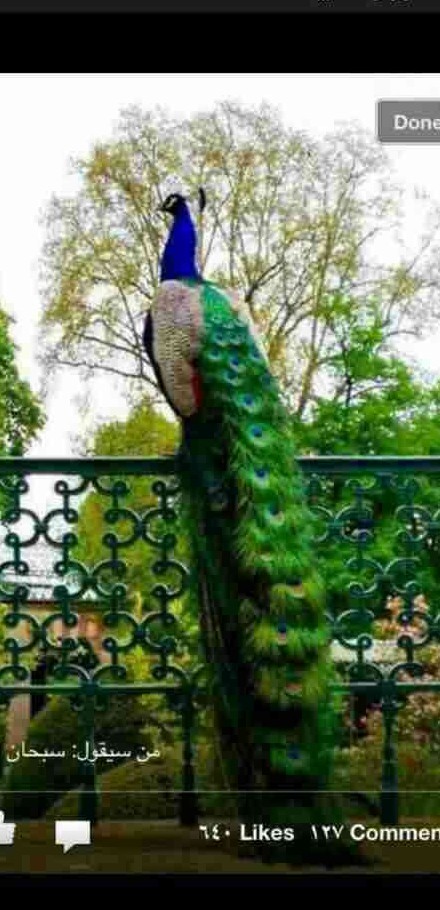 عکس زیباترین طاووس دنیا