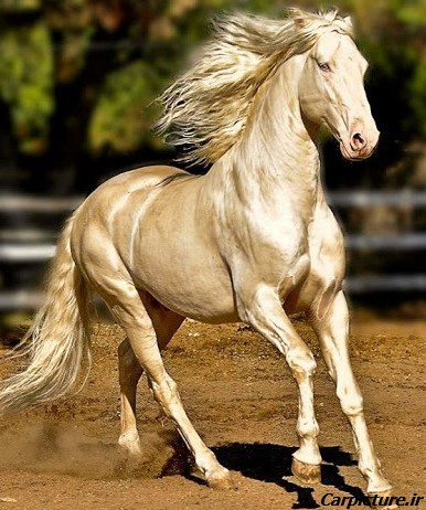 عکس زیباترین اسب های دنیا